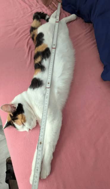 Calico cat being measured with ruler showing impressive full body length on pink bed