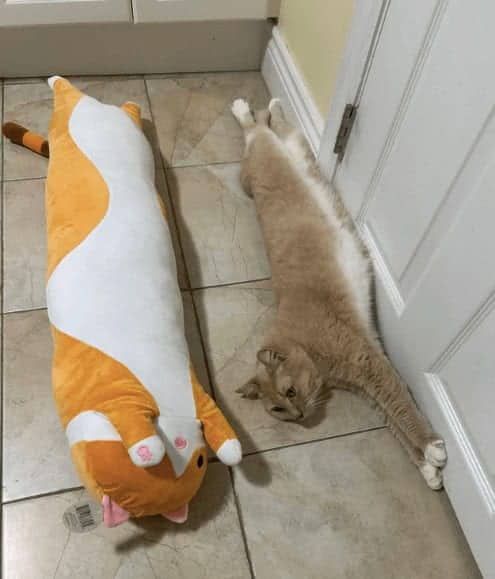 Elongated tabby cat stretched along wall beside long cat body pillow plushie for comparison