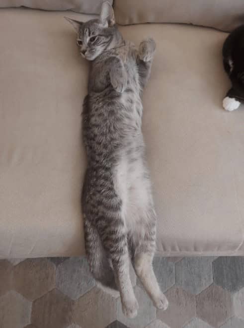 Gray tabby cat stretched impossibly long across entire beige couch cushion while resting