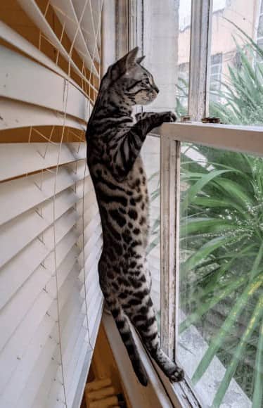 Tall spotted Bengal cat standing upright on hind legs peering through window blinds outside