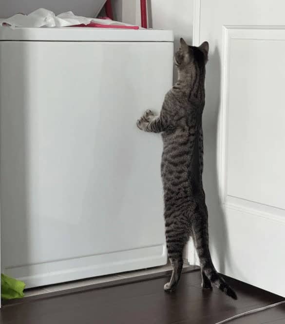 Striped tabby cat standing fully upright on hind legs reaching top of white dresser