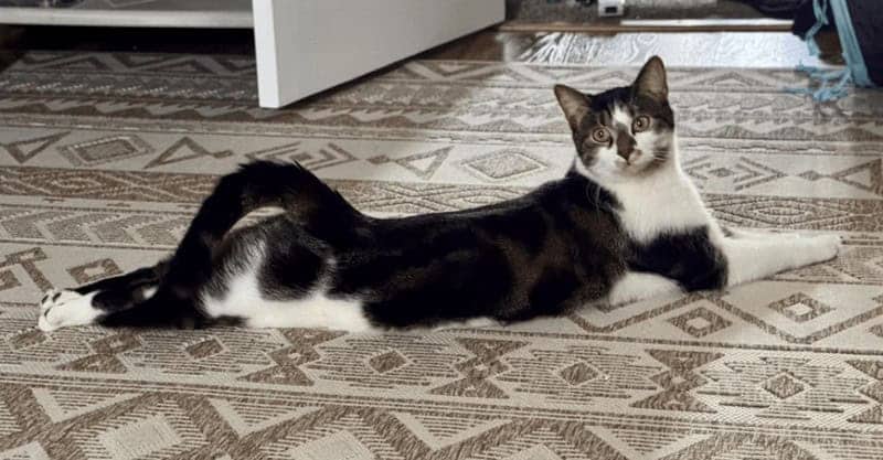 Black and white tuxedo cat dramatically sprawled in elegant loaf stretch across patterned rug