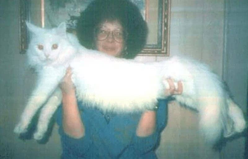 Woman holding massive fluffy white cat stretched across both arms spanning her entire wingspan