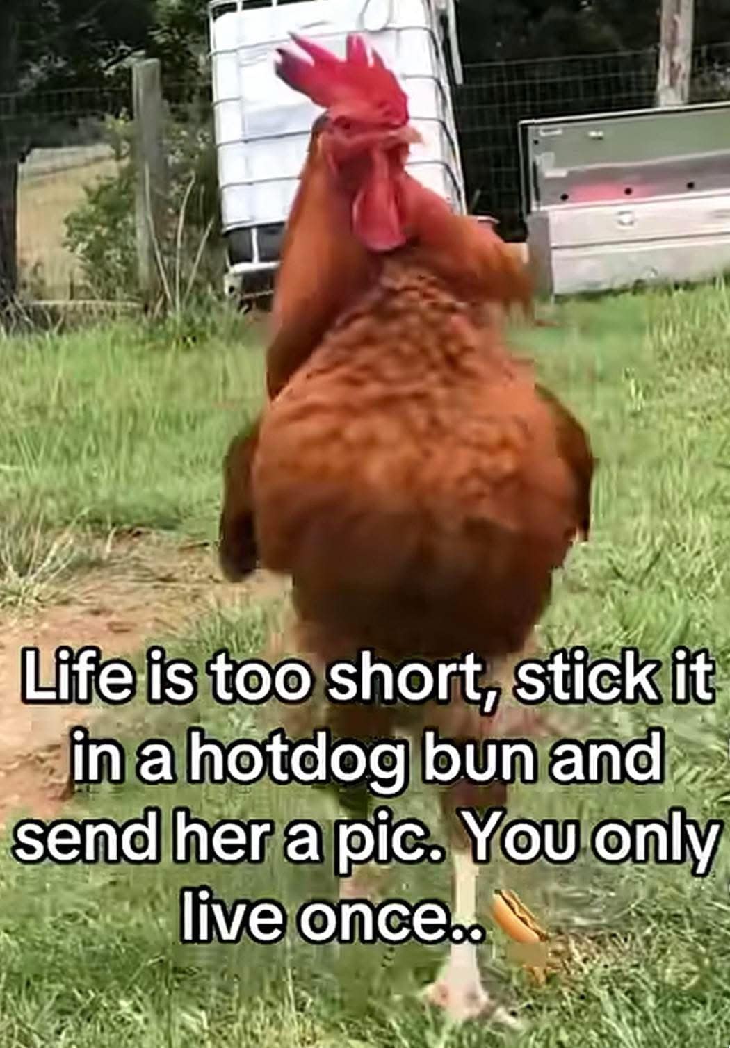 A hilarious meme from a meme dump featuring a large brown rooster walking away from the camera in a yard. The bold text overlay reads: "Life is too short, stick it in a hotdog bun and send her a pic. You only live once.."
