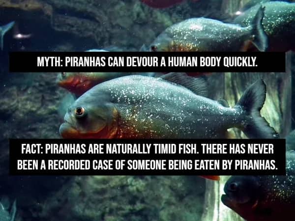 Piranha fish in aquarium myth vs fact piranhas are timid and no recorded human fatality exists