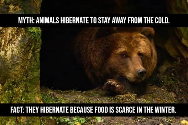 Brown bear resting in cave myth vs fact animals hibernate due to food scarcity not cold