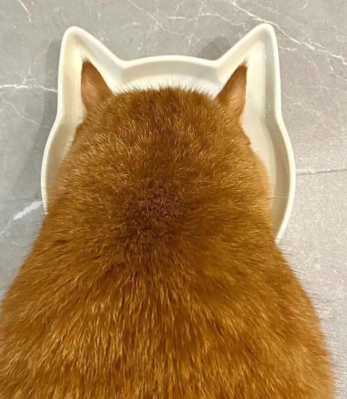 A perfectly timed animal photo taken from above, showing an orange tabby cat eating from a white ceramic bowl. The cat’s real ears are positioned so perfectly that they align exactly with the raised "ear" silhouettes on the rim of the cat-shaped bowl.