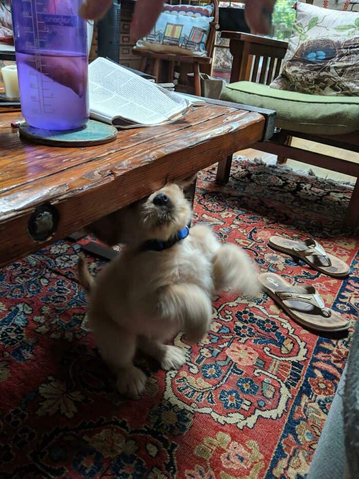 perfectly timed animal photo of a small scruffy puppy standing on its hind legs under a wooden coffee table. The puppy is positioned so the thick wooden edge of the table appears to be resting directly on its forehead, making it look like it's supporting the weight of the furniture.