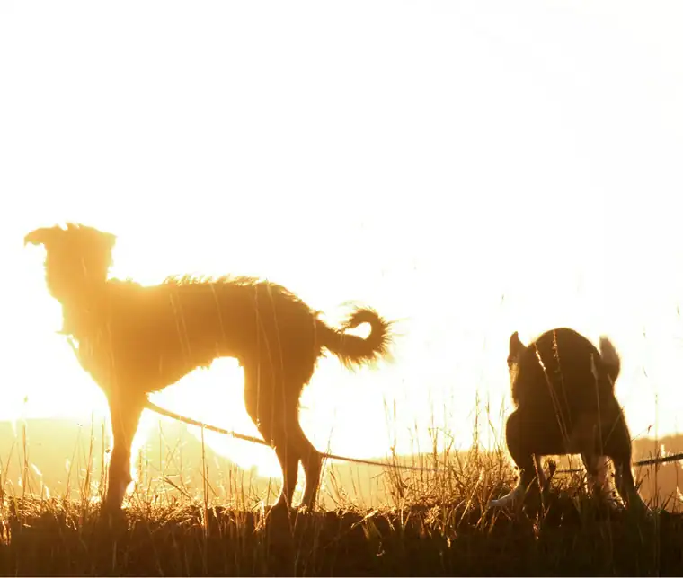 perfectly timed animal photo of two dogs silhouetted against a brilliant sunset. One dog is squatting to go to the bathroom exactly where the sun is low on the horizon, making it look like a celestial, "holy" beam of light is emitting from its rear.