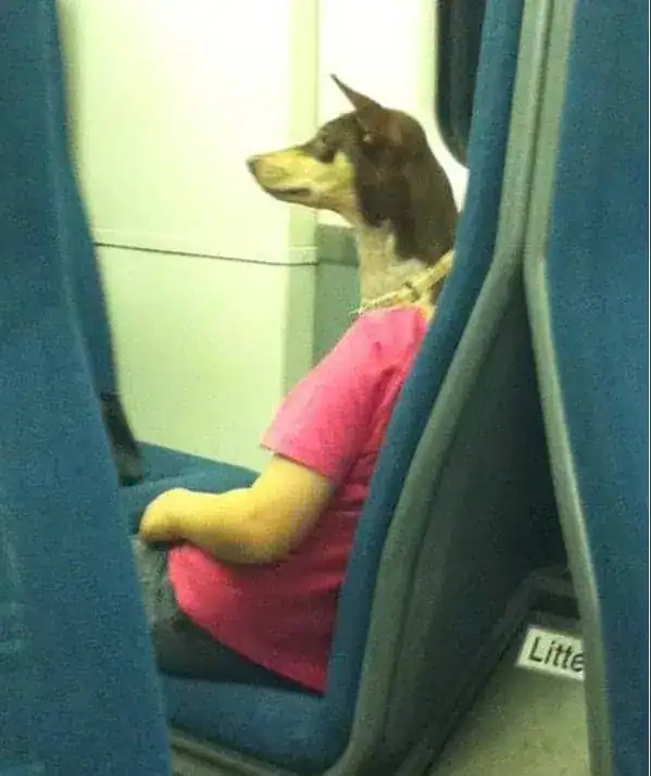 A perfectly timed animal photo taken on a train, where a dog sitting behind a passenger in a pink shirt has its head perfectly aligned with the person's neck, creating the illusion of a dog-headed human commuting to work.