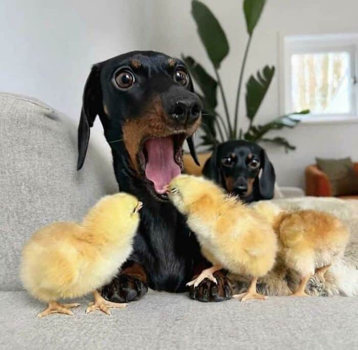 perfectly timed animal photo featuring a yawning black dachshund and several fluffy yellow chicks. One chick has its entire head deep inside the dog’s wide-open mouth, making it look like a very brave explorer or a very unfortunate snack.