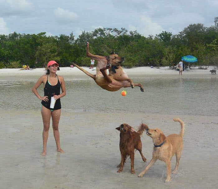 A perfectly timed animal photo of a large dog on a beach, twisted into a physically impossible, "glitchy" pose mid-air while attempting to catch a tennis ball. Two other dogs watch from below in apparent disbelief.