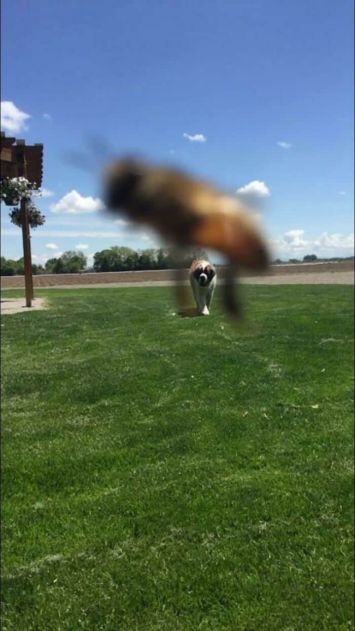 A perfectly timed animal photo using forced perspective, where a blurry bee flying close to the lens appears to be a giant monster with the distant head of a St. Bernard dog walking in the grass.