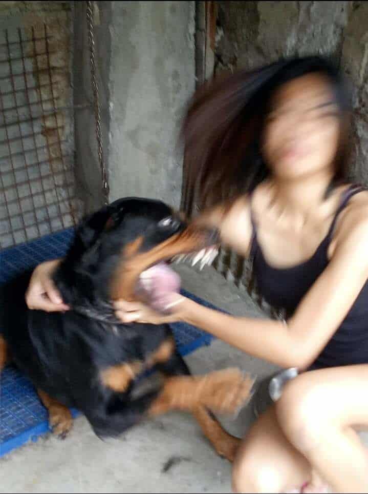 high-intensity, blurry perfectly timed animal photo of a woman playing with a Rottweiler. The dog has its mouth wide open in a massive "yawn-scream" that appears to be consuming the woman’s entire face.