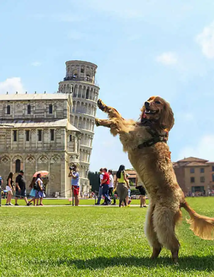 perfectly timed animal photo of a golden dog standing on its hind legs in front of the Leaning Tower of Pisa. The dog is positioned with its front paws outstretched, creating a hilarious perspective illusion that it is catching or holding up the falling tower.