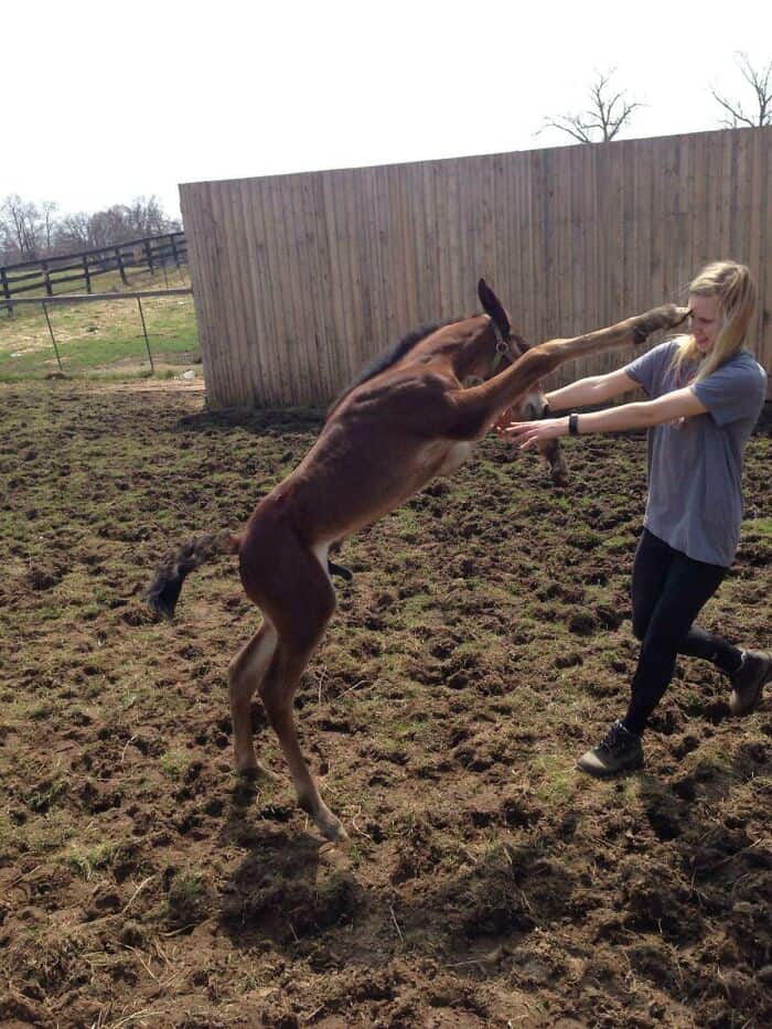 perfectly timed animal photo of a woman interacting with a foal. The young horse is rearing up, and its front hoof is caught perfectly flat against the woman’s forehead, making it look like a tactical equine "face-palm."