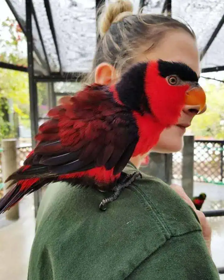 perfectly timed animal photo of a bright red and black lorikeet perched on a woman’s shoulder. The bird is positioned so its head overlaps the woman’s profile, making it look like she has a bird's face and a massive black "eyebrow."