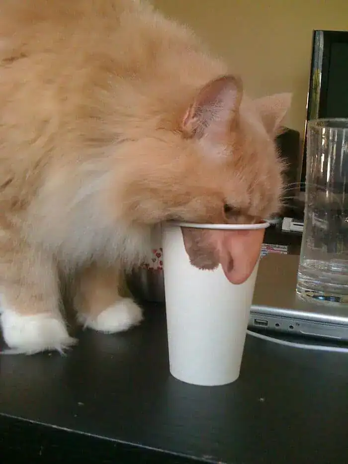 A perfectly timed animal photo of a long-haired ginger cat drinking from a white paper cup. Due to the angle and lighting, the cat’s chin and jaw create a bizarre optical illusion of a large human nose protruding from the side of the cup.