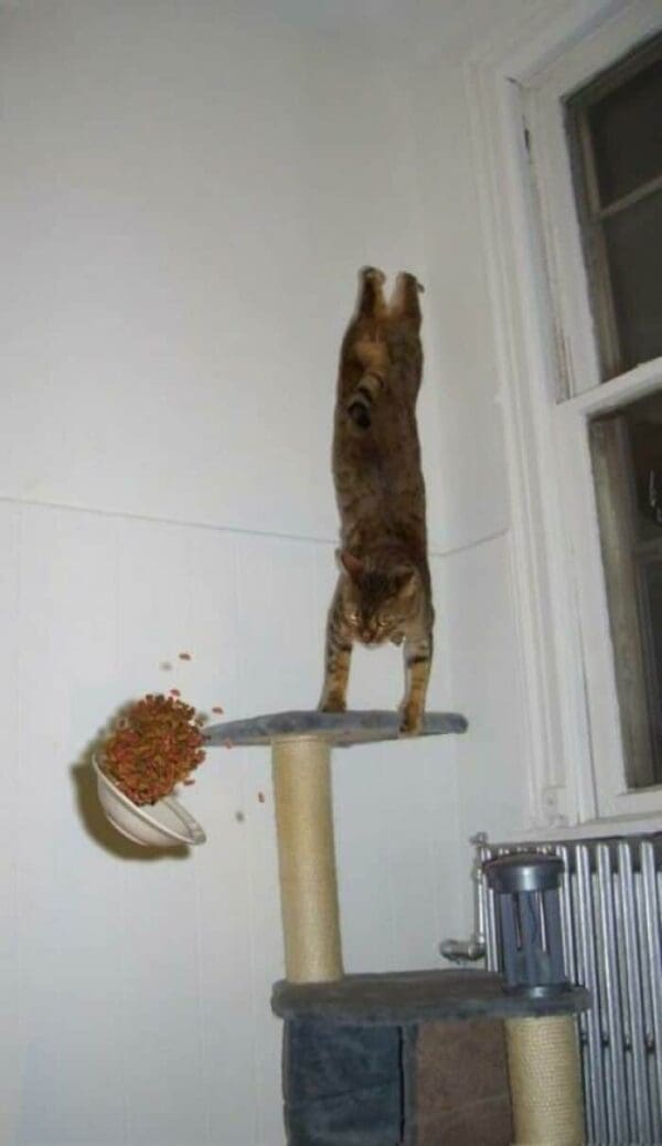 perfectly timed animal photo of a brown tabby cat captured mid-chaos. The cat is perfectly vertical in a handstand position on its cat tree, while a bowl of food is caught frozen in time mid-air as it spills to the floor.