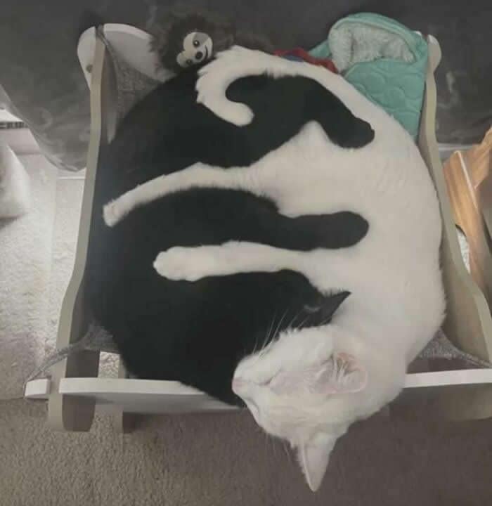 A perfectly timed animal photo of a black cat and a white cat curled up together in a small pet bed. Their bodies are intertwined so perfectly that they form a living, furry version of the circular Yin and Yang symbol.