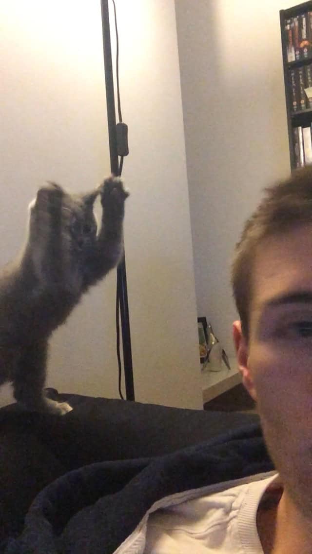 A perfectly timed animal photo of a grey kitten standing on its hind legs on a couch. The kitten has its front paws raised high in a dramatic "Praise the Sun" or surrender pose, appearing like a miniature furry sorcerer in the background of a selfie.