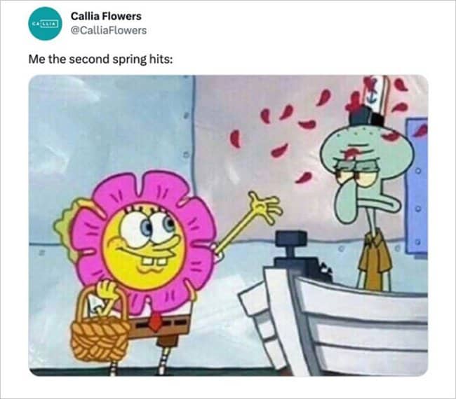 SpongeBob dressed as a flower tossing petals at annoyed Squidward captioned "Me the second spring hits"