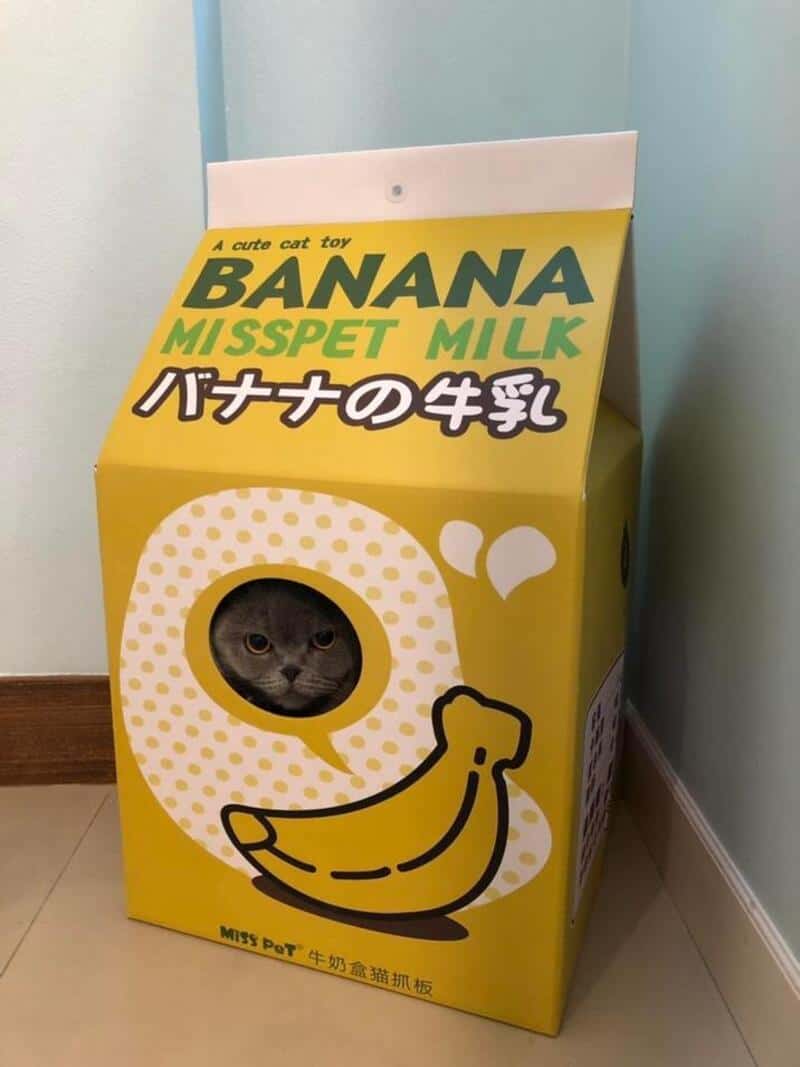 Gray cat peering through hole in banana milk carton-shaped MissPet cat house