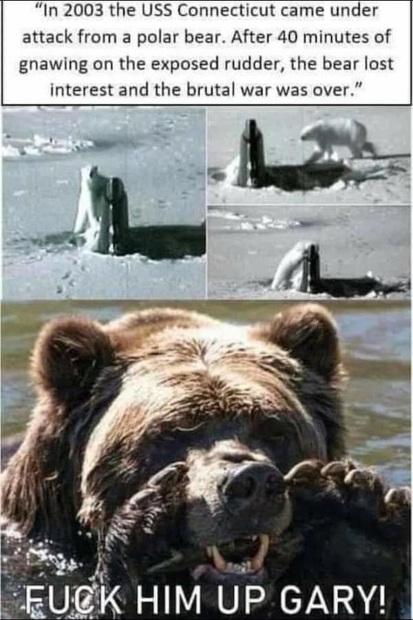 A nature-meets-naval submarine meme featuring grainy photos of a polar bear gnawing on the rudder of the USS Connecticut. Below, a close-up of a grizzly bear is captioned with the aggressive cheer: "F*CK HIM UP GARY!"
