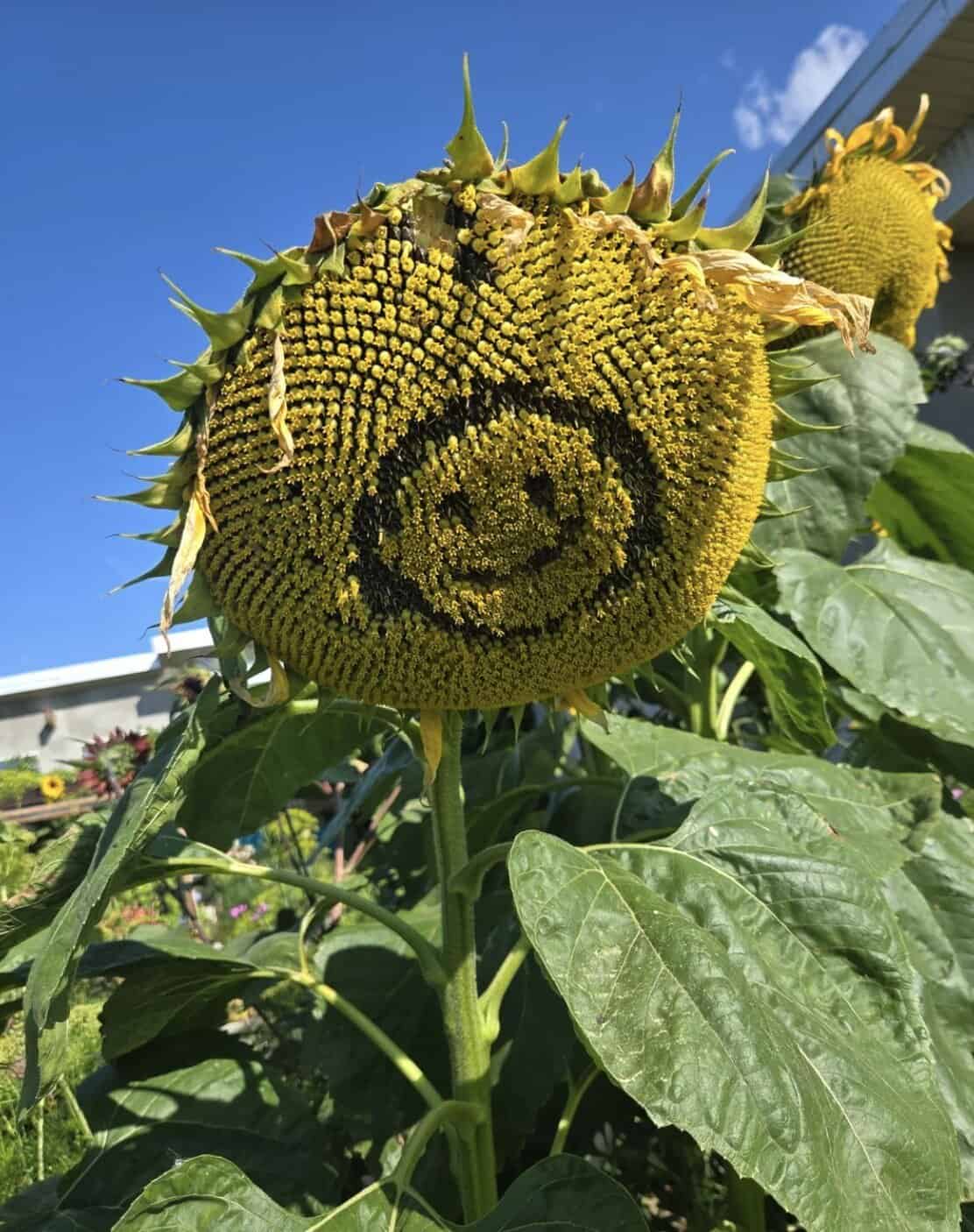 A vibrant yellow sunflower in full bloom against a clear blue sky. In a gentle and natural act of wholesome vandalism, the dark seeds in the center have been carefully rearranged to form a large, clear smiley face.