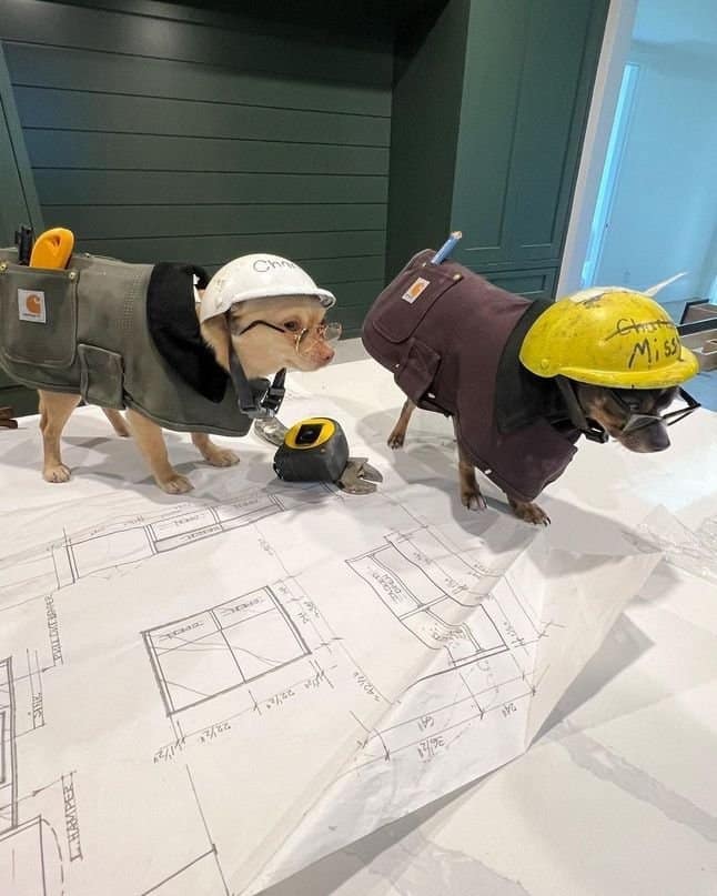 Two tiny chihuahuas wearing miniature hard hats, Carhartt work vests, and eyeglasses, standing on a tabletop examining architectural house blueprints in a dogs with jobs scene.