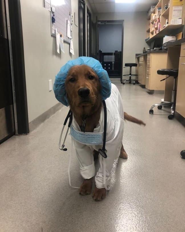 Golden retriever dressed in full medical surgical scrubs, a blue hair cap, and a stethoscope draped around its neck inside a veterinary hospital hallway.