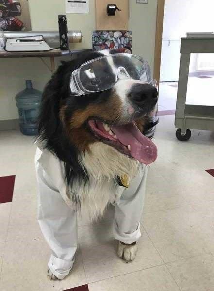Bernese Mountain Dog wearing a white lab coat and oversized clear plastic safety goggles in a laboratory setting.