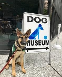 German Shepherd puppy sitting attentively on a sidewalk next to an A-frame sign pointing toward the "DOG MUSEUM" entrance.