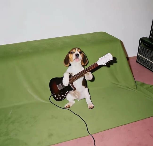 Beagle puppy sitting upright on a green backdrop while holding a miniature electric guitar like a professional musician.