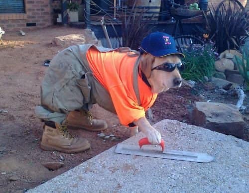 Labrador dressed in work boots, high-vis orange shirt, overalls, baseball cap, and sunglasses, using a trowel on fresh concrete.