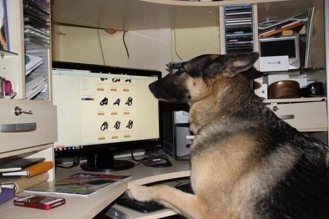 German Shepherd sitting at an office computer desk with its paw on the keyboard, browsing an online shoe catalog.