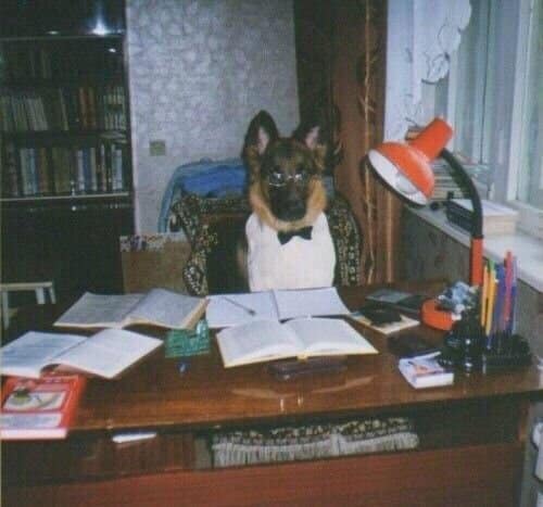 German Shepherd sitting behind a wooden executive desk wearing reading glasses, a shirt, and a tie surrounded by open academic textbooks.