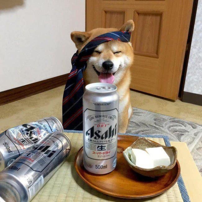 Shiba Inu with a necktie wrapped around its head sitting behind cans of Asahi beer, portraying an exhausted salaryman after a long workday.