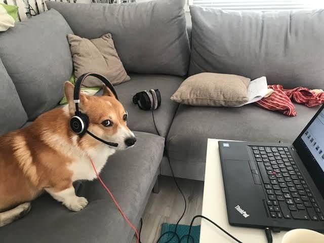 Corgi sitting on a sofa wearing a call center headset with a boom microphone, looking at a work laptop screen.