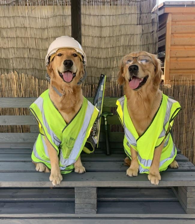 Two golden retrievers sitting side-by-side on a wooden pallet bench, wearing neon yellow safety vests, a hard hat, and protective safety goggles for construction work.