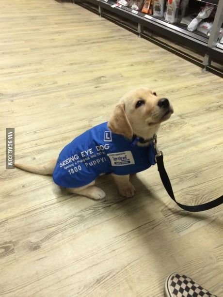 A tiny golden retriever puppy wearing a blue "SEEING EYE DOG" training vest and a leash, sitting attentively on a store floor during early service training.