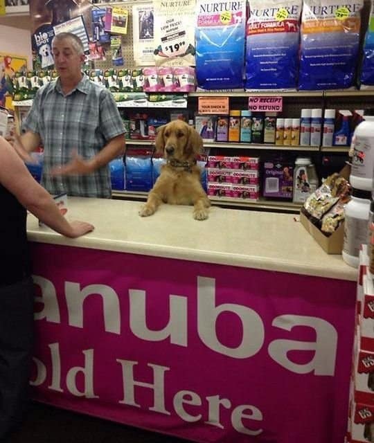 Golden retriever standing behind a pet store checkout counter resting its paws on the register desk, acting as a customer service employee.