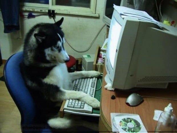 Siberian husky sitting in an office chair at a desk, staring intently at a vintage CRT computer monitor with its paws placed on a white keyboard.