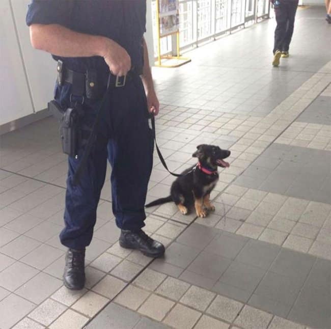 Tiny German shepherd K-9 recruit puppy sitting attentively on a leash next to a police officer's boots in a public station.