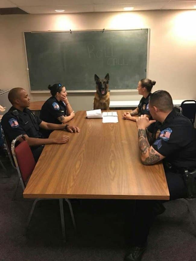 Tiny German shepherd K-9 recruit puppy sitting attentively on a leash next to a police officer's boots in a public station.