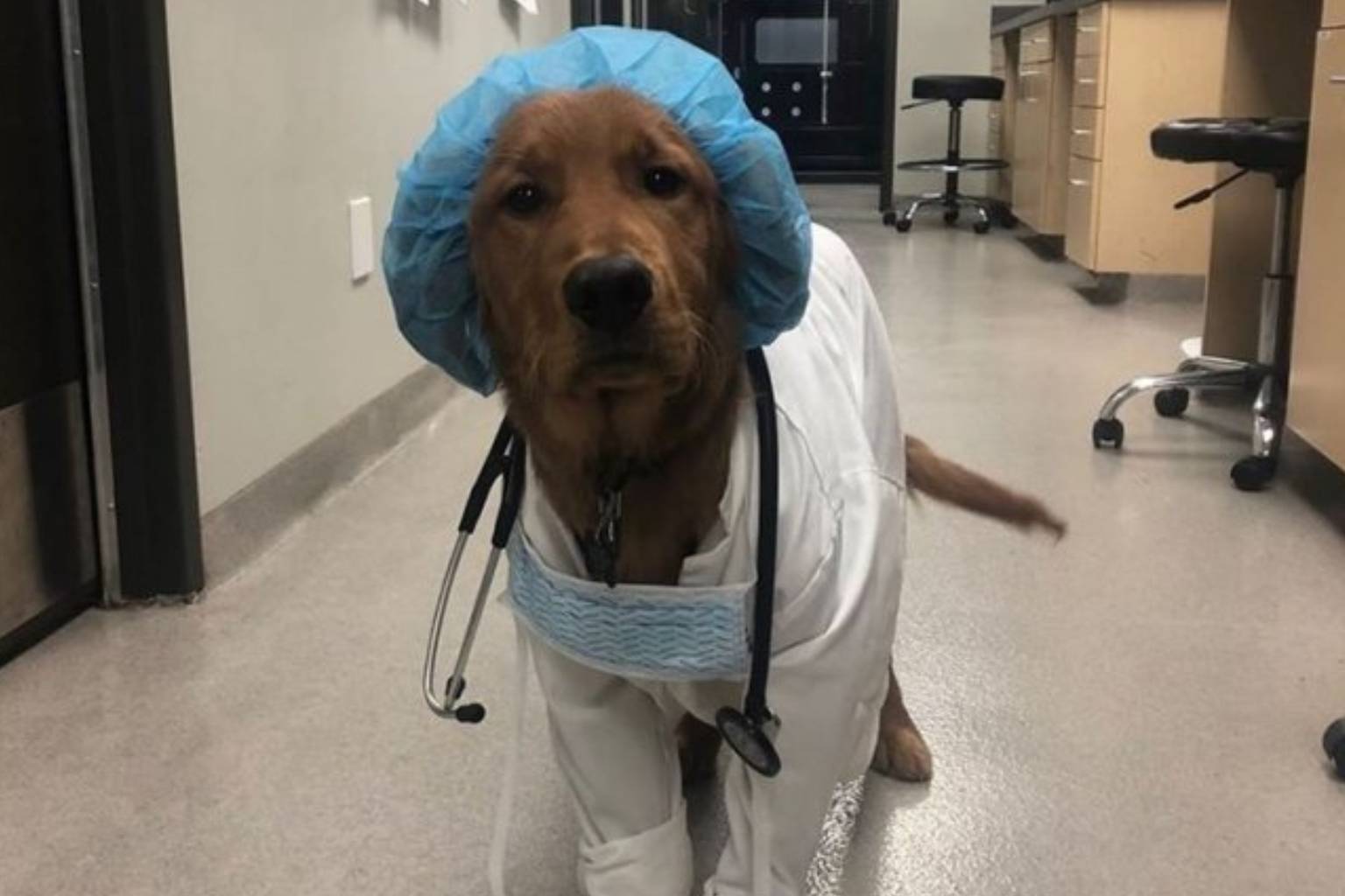 A heartwarming dogs with jobs gallery highlighting hard-working canine professionals, featuring chihuahuas inspecting architectural blueprints in hard hats, a golden retriever dressed in full surgical scrubs, and a Shiba Inu DJ wearing headphones at a turntable mixing setup.