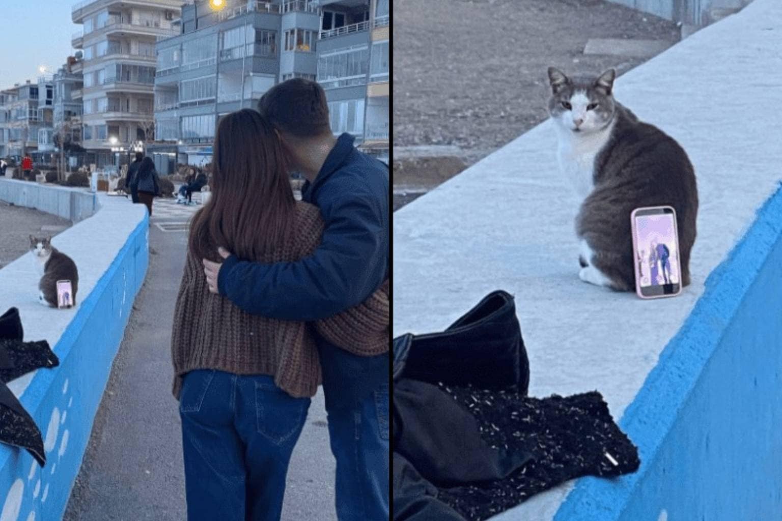 An uplifting wholesome tweets gallery collection featuring a stray cat acting as a phone tripod for a couple, a bird-shaped phoenix cloud at sunset, and Morgan Freeman turning his 124-acre ranch into a wild bee sanctuary.