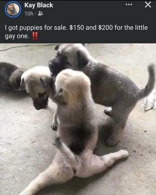Facebook post selling puppies, with one puppy sitting in an awkward splits pose.