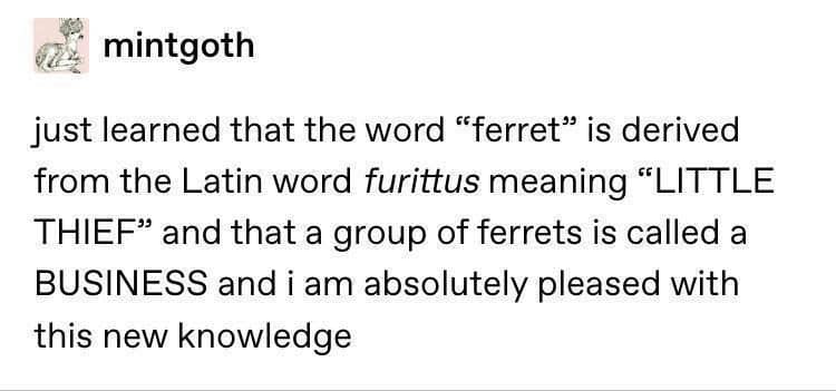 Tumblr post in these classic memes about a group of ferrets being called a business.