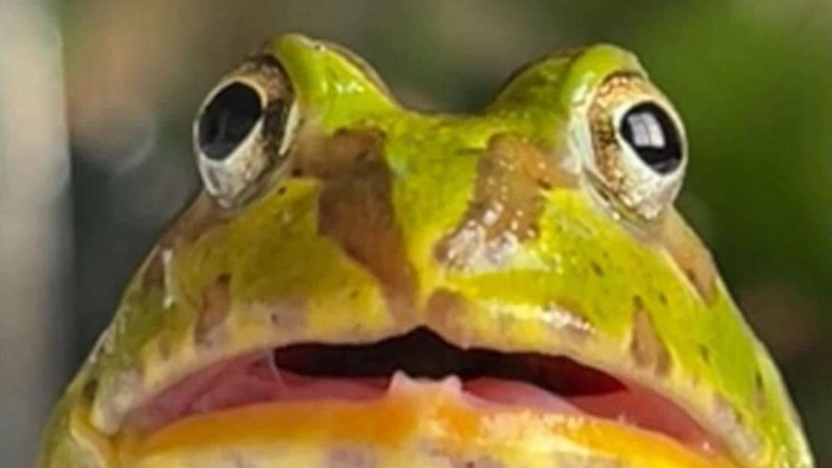 Close-up of a wide-eyed green frog staring into space, one of the classic memes about zoning out during important conversations.